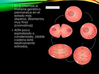 • En la interfase el
material genético
permanece en el
estado más
disperso, (filamentos
muy finos
(cromatina))

• ADN poco
espiralizado o
condensado, (doble
cadena está
relativamente
estirada).

 