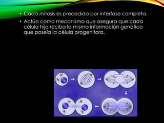 • Cada mitosis es precedida por interfase completa.
• Actúa como mecanismo que asegura que cada
célula hija reciba la misma información genética
que poseía la célula progenitora.

 