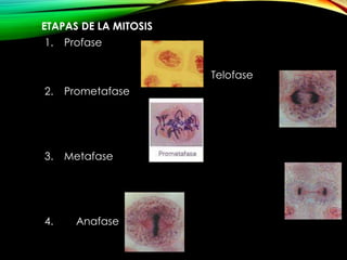 ETAPAS DE LA MITOSIS
1.

Profase
5.

2.

Prometafase

3.

Metafase

4.

Anafase

Telofase

 