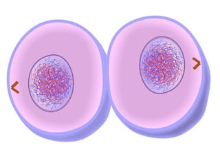 Mitosis