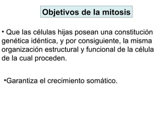 Objetivos de la mitosis
• Que las células hijas posean una constitución
genética idéntica, y por consiguiente, la misma
organización estructural y funcional de la célula
de la cual proceden.
•Garantiza el crecimiento somático.
 