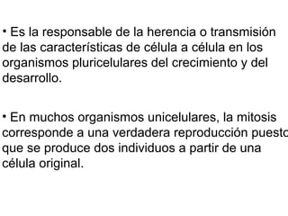 • Es la responsable de la herencia o transmisión
de las características de célula a célula en los
organismos pluricelulares del crecimiento y del
desarrollo.
• En muchos organismos unicelulares, la mitosis
corresponde a una verdadera reproducción puesto
que se produce dos individuos a partir de una
célula original.
 