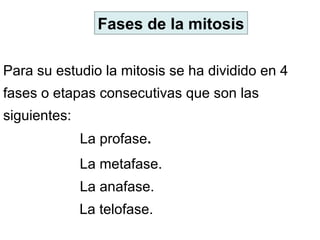 Fases de la mitosis
La profase.
La metafase.
La anafase.
La telofase.
Para su estudio la mitosis se ha dividido en 4
fases o etapas consecutivas que son las
siguientes:
 