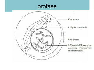 profase
 