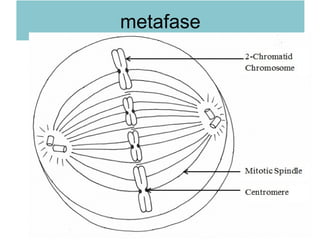 metafase
 