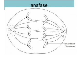 anafase
 