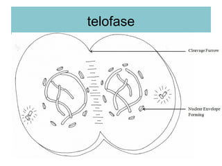 telofase
 