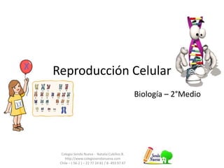 Reproducción Celular
Colegio Senda Nueva - Natalia Cubillos B.
http://www.colegiosendanueva.com
Chile – ( 56-2 ) – 22 77 24 81 / 8- 493 97 47
Biología – 2°Medio
 
