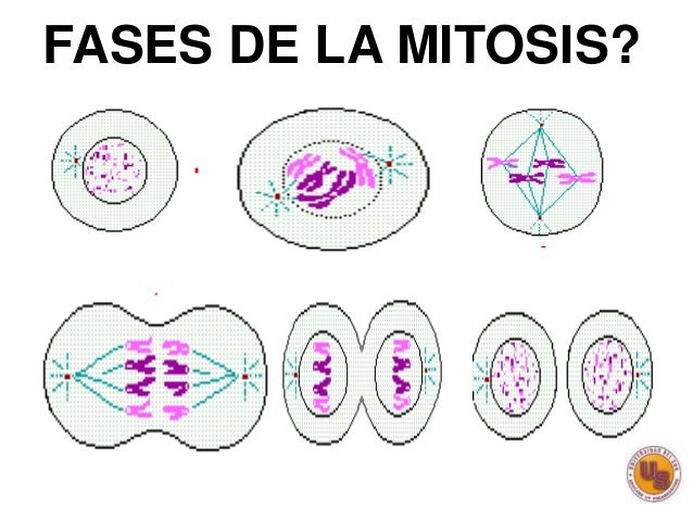 Mitosis