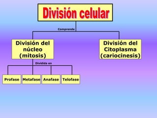 División del
núcleo
(mitosis)
División del
Citoplasma
(cariocinesis)
Profase Metafase Anafase Telofase
Comprende
Dividida en
 