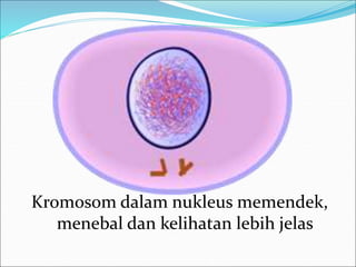 Kromosom dalam nukleus memendek, 
menebal dan kelihatan lebih jelas 
 