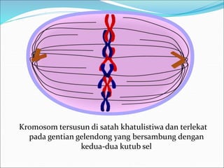 Kromosom tersusun di satah khatulistiwa dan terlekat 
pada gentian gelendong yang bersambung dengan 
kedua-dua kutub sel 
 