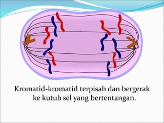 Kromatid-kromatid terpisah dan bergerak 
ke kutub sel yang bertentangan. 
 