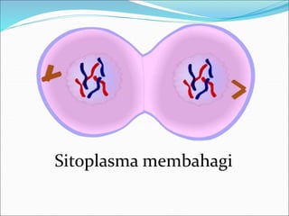 Sitoplasma membahagi 
 