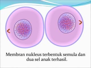 Membran nukleus terbentuk semula dan 
dua sel anak terhasil. 
 