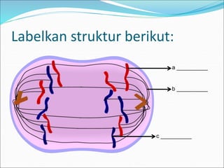 Labelkan struktur berikut: 
a __________ 
b __________ 
c __________ 
