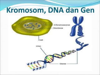 Kromosom, DNA dan Gen 
 