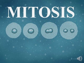 MITOSIS 
 