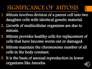 SIGNIFICANCE OF MITOSIS 
1. Mitosis involves division of a parent cell into two 
daughter cells with identical genetic material. 
2. Growth of multicellular organisms are due to 
mitosis. 
3. Mitosis provides healthy cells for replacement of 
cells that have become worm out or damaged. 
4. Mitosis maintain the chromosome number of all 
cells in the body constant. 
5. It is the basis of asexual reproduction in lower 
organisms like Amoeba. 
