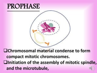 PROPHASE 
Chromosomal material condense to form 
compact mitotic chromosomes. 
Initiation of the assembly of mitotic spindle, 
and the microtubule, 
 