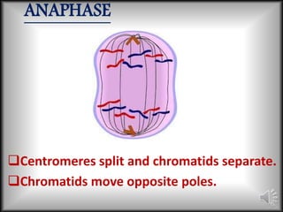 ANAPHASE 
Centromeres split and chromatids separate. 
Chromatids move opposite poles. 
 