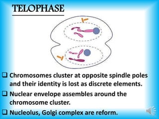 TELOPHASE 
 Chromosomes cluster at opposite spindle poles 
and their identity is lost as discrete elements. 
 Nuclear envelope assembles around the 
chromosome cluster. 
 Nucleolus, Golgi complex are reform. 
 