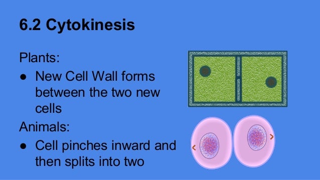 Mitosis Explained