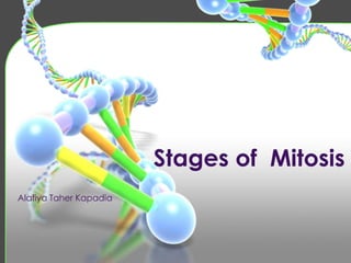 Stages of Mitosis
Alafiya Taher Kapadia
 