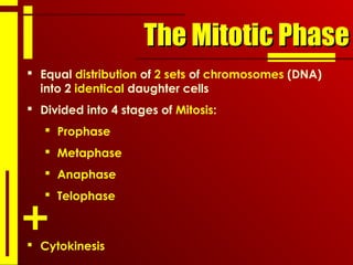 The Mitotic PhaseThe Mitotic Phase
 Equal distribution of 2 sets of chromosomes (DNA)
into 2 identical daughter cells
 Divided into 4 stages of Mitosis:
 Prophase
 Metaphase
 Anaphase
 Telophase
 Cytokinesis
 