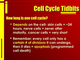 Cell Cycle TidbitsCell Cycle Tidbits
How long is one cell cycle?
 Depends on the cell- skin cells = ~24
hours, nerve cells = never after
maturity, cancer cells = very short
 Remember: every cell only has a
certain # of divisions it can undergo,
then it dies = apoptosis (programmed
cell death)
 