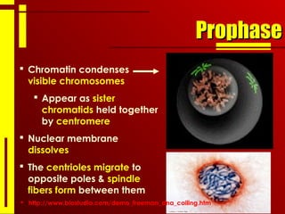 ProphaseProphase
 Chromatin condenses
visible chromosomes
 Appear as sister
chromatids held together
by centromere
 Nuclear membrane
dissolves
 The centrioles migrate to
opposite poles & spindle
fibers form between them
 http://www.biostudio.com/demo_freeman_dna_coiling.htm
 