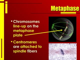 MetaphaseMetaphase
 Chromosomes
line-up on the
metaphase
plate
 Centromeres
are attached to
spindle fibers
 