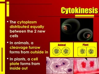 CytokinesisCytokinesis
 The cytoplasm
distributed equally
between the 2 new
cells
 In animals, a
cleavage furrow
forms from outside in
 In plants, a cell
plate forms from
inside out
PlantAnimal
 