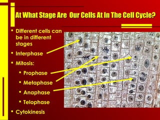 At What Stage Are Our Cells At In The Cell Cycle?At What Stage Are Our Cells At In The Cell Cycle?
 Different cells can
be in different
stages
 Interphase
 Mitosis:
 Prophase
 Metaphase
 Anaphase
 Telophase
 Cytokinesis
 