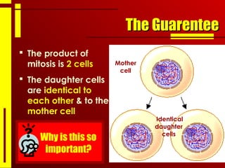 The GuarenteeThe Guarentee
 The product of
mitosis is 2 cells
 The daughter cells
are identical to
each other & to the
mother cell
Mother
cell
Identical
daughter
cells
Why is this so
important?
 