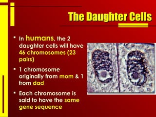 The Daughter CellsThe Daughter Cells
 In humans, the 2
daughter cells will have
46 chromosomes (23
pairs)
 1 chromosome
originally from mom & 1
from dad
 Each chromosome is
said to have the same
gene sequence
Identical
daughter
cells
 