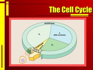The Cell CycleThe Cell Cycle
 