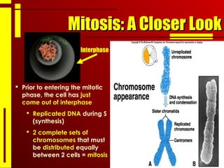 Mitosis: A Closer LookMitosis: A Closer Look
 Prior to entering the mitotic
phase, the cell has just
come out of interphase
 Replicated DNA during S
(synthesis)
 2 complete sets of
chromosomes that must
be distributed equally
between 2 cells = mitosis
Interphase
 