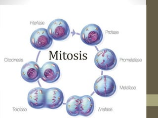 Mitosis
 