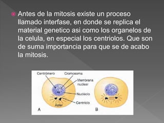  Antes de la mitosis existe un proceso
llamado interfase, en donde se replica el
material genetico asi como los organelos de
la celula, en especial los centriolos. Que son
de suma importancia para que se de acabo
la mitosis.
 