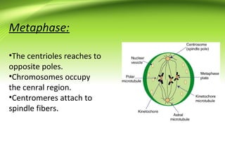 Metaphase:
•The centrioles reaches to
opposite poles.
•Chromosomes occupy
the cenral region.
•Centromeres attach to
spindle fibers.
 