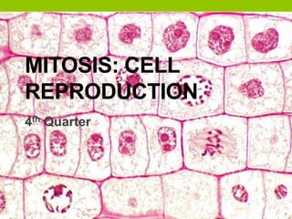MITOSIS: CELL
REPRODUCTION
4th Quarter
 