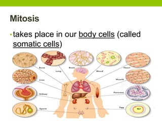 Mitosis
•takes place in our body cells (called
somatic cells)
 