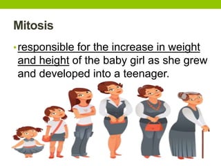 Mitosis
•responsible for the increase in weight
and height of the baby girl as she grew
and developed into a teenager.
 