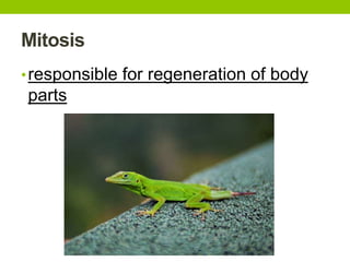 Mitosis
•responsible for regeneration of body
parts
 