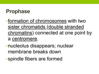 Prophase
•formation of chromosomes with two
sister chromatids (double stranded
chromatins) connected at one point by
a centromere.
•nucleolus disappears; nuclear
membrane breaks down
•spindle fibers are formed
 
