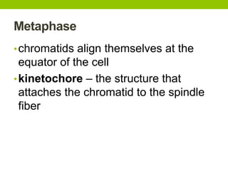 Metaphase
•chromatids align themselves at the
equator of the cell
•kinetochore – the structure that
attaches the chromatid to the spindle
fiber
 