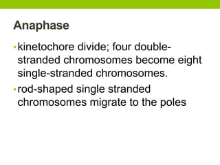 Anaphase
•kinetochore divide; four double-
stranded chromosomes become eight
single-stranded chromosomes.
•rod-shaped single stranded
chromosomes migrate to the poles
 