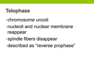 Telophase
•chromosome uncoil
•nucleoli and nuclear membrane
reappear
•spindle fibers disappear
•described as “reverse prophase”
 