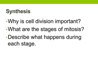 Synthesis
•Why is cell division important?
•What are the stages of mitosis?
•Describe what happens during
each stage.
 